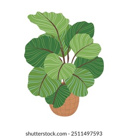 Houseplant in flowerpot. Green indoor potted plant in a wicker basket. Trendy home plant for house decor. Urban jungle tropical home flower for interior design. Flat vector illustration EPS10.