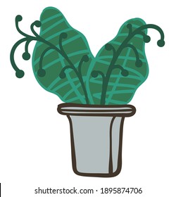 Houseplant growing in pot, wide leaves flower