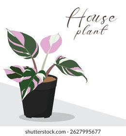 Casa planta casa jardim jardinagem planta amante casa planta loja
