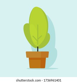 Houseplant or house plant in pot vector icon isolated on color background