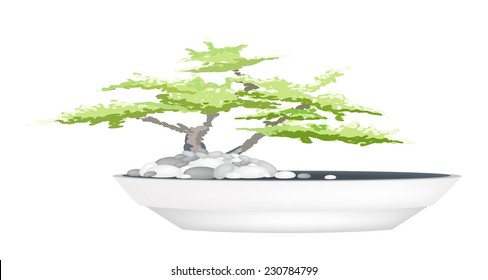 Houseplant, Illustration of A Beautiful Bonsai Tree in A Flowerpot for Garden Decoration. 