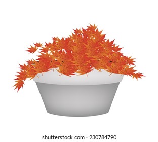 Houseplant, Illustration of Exotic Maple Bonsai or Ac er Bonsai Tree in A Flowerpot for Garden Decoration. 