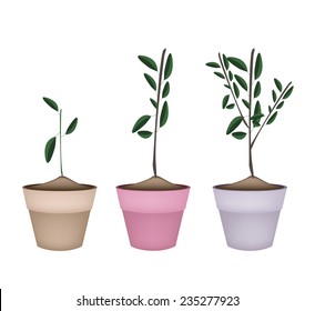 Houseplant, Illustration of Fresh Small Green Trees and Plants in Terracotta Plant Pots for Garden Decoration. 