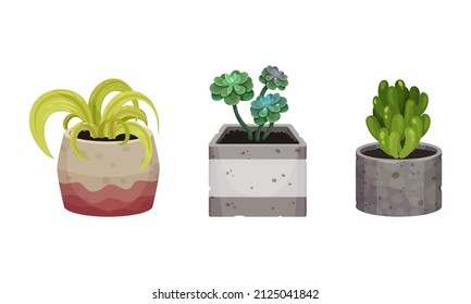 Houseplant or Indoor Plant with Stem and Leaf in Ceramic Pots Growing Vector Set