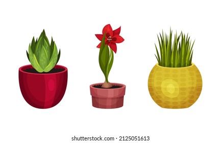 Houseplant or Indoor Plant with Stem and Leaf in Ceramic Pots Growing Vector Set