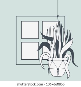 houseplant in macrame hanger with window