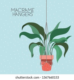 houseplant in macrame hangers