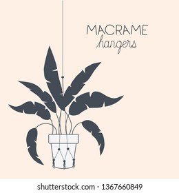 houseplant in macrame hangers