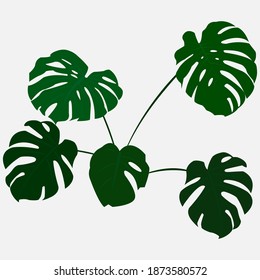 houseplant, moncera, green leaves, greenery