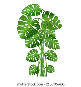 Houseplant monstera for interior decoration. Vector illustration of home flowers. Trendy home decor with plants, urban jungle.