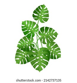 Houseplant monstera for interior decoration. Vector illustration of home flowers. Trendy home decor with plants, urban jungle.