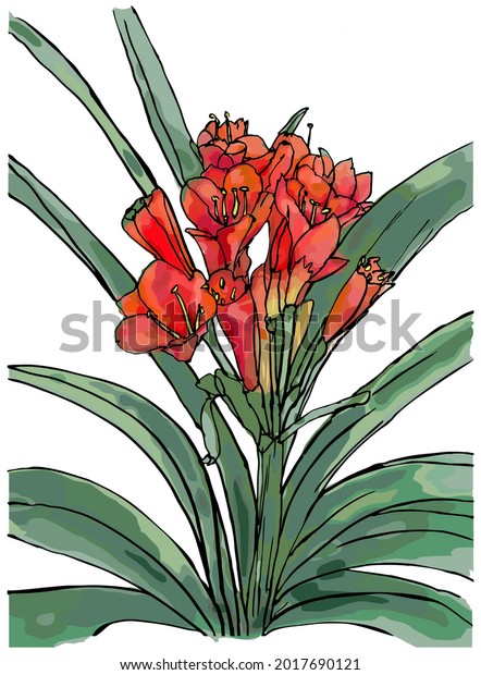 Красные цветы Кливия киноварна с листьями, рисунок Андрея Бондаренкоа - векторное изображение на Shutterstock