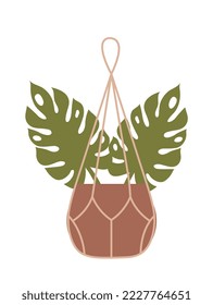 Houseplant on macrame hanger. Monstera with wide leaves in brown pot on thin rope. Organic Home Decor. Design element for social networks. Cartoon flat vector illustration isolated on white background