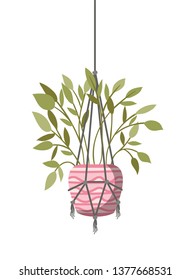 houseplant on macrame hangers icon