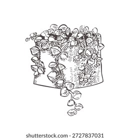 Hauspflanze auf weißem Hintergrund. Vektorbild eines Sukkulenten. Peperomia prostrata im grafischen Stil. Nicht toxische Zimmerpflanze. Urban Dschungel. Sukkulent für Verpackungen, Textilien und Grafikdesign.