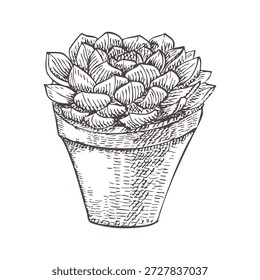 Hauspflanze auf weißem Hintergrund. Vektorbild eines Sukkulenten. Echeveria im Grafikstil. Nicht toxische Zimmerpflanze. Urban Dschungel. Sukkulent für Verpackungen, Textilien und Grafikdesign.
