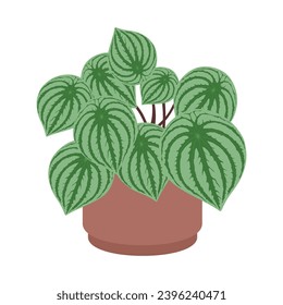 Houseplant peperomia in a clay pot. Peperomia marmorata plant or flower with beautiful leaves. Houseplant in pot isolated. Concept of home flower, Indoor plant and Cozy home. Flat vector illustration