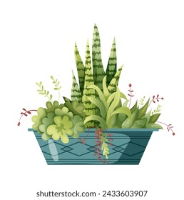Houseplant plant growing in pots. Beautiful home decorations, plants isolated on white background. Cartoon flat illustration
