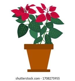 Poinsettia Images, Stock Photos & Vectors | Shutterstock