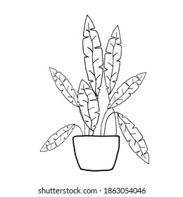 Houseplant in pot. Decoration for the interior of the house, apartment. Plant with leaves in flowerpot. Doodle style vector. Freehand drawing.