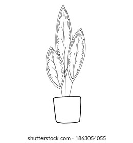 Houseplant in pot. Decoration for the interior of the house, apartment. Plant with leaves in flowerpot. Doodle style vector. Freehand drawing.