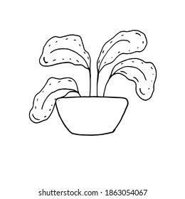 Houseplant in pot. Decoration for the interior of the house, apartment. Plant with leaves in flowerpot. Doodle style vector. Freehand drawing.