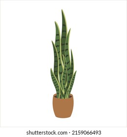 Planta doméstica en olla sobre fondo aislado - imagen vectorial