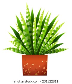 A houseplant with a pot on a white background 