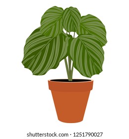 Houseplant- potted plant Calathea Orbifolia. Garden potted plants. Vector potted plants. Flowerpot bloom