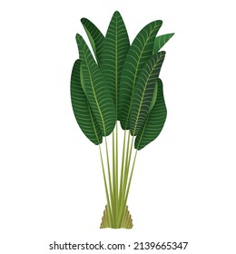 Houseplant Ravenala palm, Rubber Plant, pipal, ficus for interior decoration. Vector illustration of home flowers. Trendy home decor with plants, urban jungle.