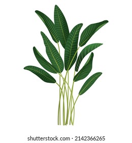 Houseplant Ravenala palm, Rubber Plant, pipal, ficus for interior decoration. Vector illustration of home flowers. Trendy home decor with plants, urban jungle.