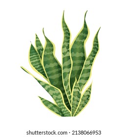 Houseplant sansevieria for interior decoration. Vector illustration of home flowers. Trendy home decor with plants, urban jungle.