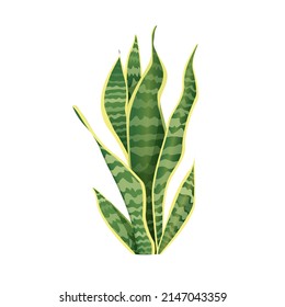 Houseplant sansevieria for interior decoration. Vector illustration of home flowers. Trendy home decor with plants, urban jungle.