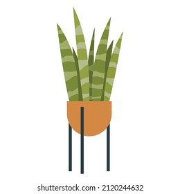 Houseplant Sansiveeria in modern pot. Plant with long leaves in flower pot. Interior decor for home and office. Modern green plant on white isolated background. Vector illustration in flat style.