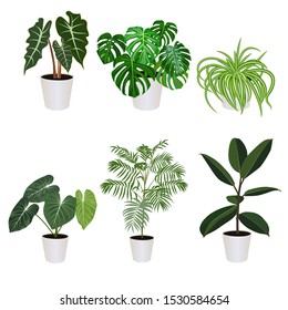 Houseplant set isolated on the white background, tropical plants in pot, modern interior, vector illustration