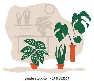 Houseplant set with monstera, sansevieria and monstera adansonii