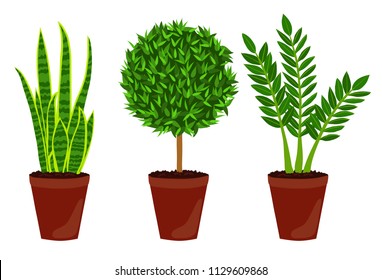 Houseplant Set. ZZ Plant. Myrtle. Snake Plant. Isolated On White Background. Vector Illustration.