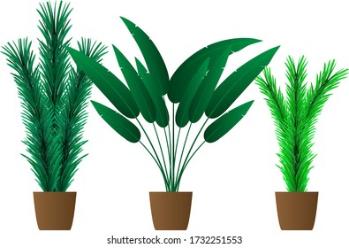 Elementos de árbol de plantas domésticas para el diseño interior de casa, habitación u oficina en conjunto vectorial de olla.
