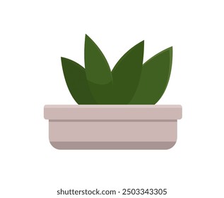 Houseplant in white ceramic pot on transparent background. Vector illustration