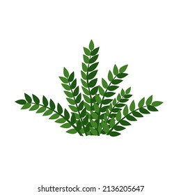 Houseplant zamioculcas for interior decoration. Vector illustration of home flowers. Trendy home decor with plants, urban jungle.