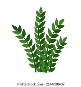 Houseplant zamioculcas for interior decoration. Vector illustration of home flowers. Trendy home decor with plants, urban jungle.