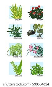 houseplants