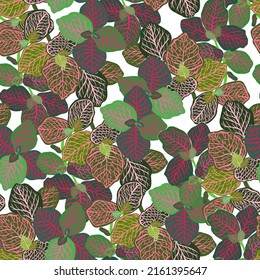 Houseplants. Botanical vector illustration pattern. Light background.Variegated plants, multi colored leaves. Fittonia