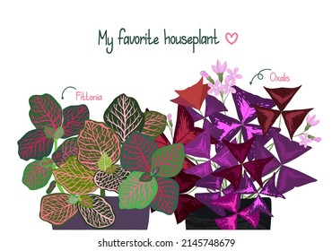 Houseplants. Botanical vector illustration.Variegated plants, multicolored leaves. Fittonia, Oxalis, postcard