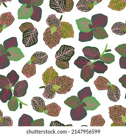 Houseplants. Botanical vector illustration.Variegated plants, multicolored leaves. Fittonia. Seamless Pattern. Light background, wallpaper