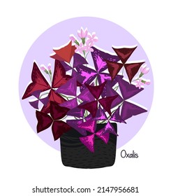 Houseplants. Botanical vector illustration.Variegated plants, multicolored leaves. Oxalis, postcard