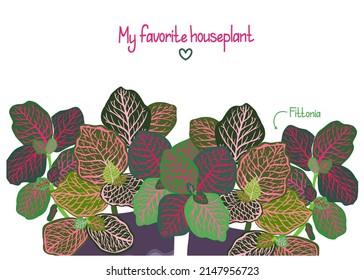 Houseplants. Botanical vector illustration.Variegated plants, multicolored leaves. Fittonia, postcard