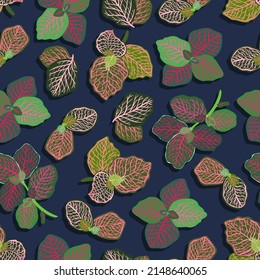 Houseplants. Botanical vector illustration.Variegated plants, multicolored leaves. Fittonia. Seamless Pattern. Dark background, wallpaper