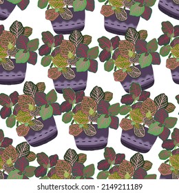 Houseplants. Botanical vector illustration.Variegated plants, multicolored leaves. Fittonia, plant growth. Seamless Pattern. Light background, wallpaper