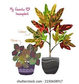 Houseplants. Botanical vector illustration.Variegated plants, multicolored leaves. Fittonia, Codiaeum, postcard